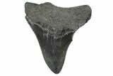 Serrated, Fossil Megalodon Tooth - South Carolina #362502-1